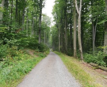 Explore tranquil forest trails in Kraj ołomuniecki, Czech Republic.