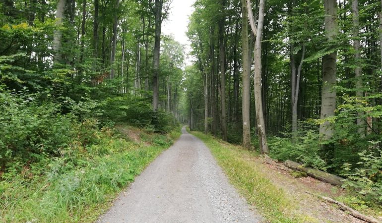 Explore tranquil forest trails in Kraj ołomuniecki, Czech Republic.